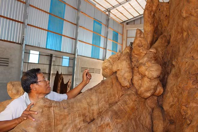 Theo chủ cửa hàng, đây là gốc cây bàng đá đực, ông mua thô với giá 35 triệu đồng ở ấp Phụng Từ 1, xã Song Phụng, huyện Long Phú, tỉnh Sóc Trăng.