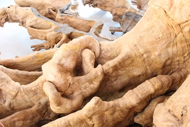 Theo các nhà khoa học ở đồng bằng sông Cửu Long, đây là cây bàng đá, có tuổi đời 450 - 700 năm. Cây cao khoảng 40 m, đường kính bộ rễ khoảng 18 m.