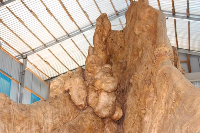 Ông Kiên cho biết thêm, ban đầu mình không có ý định mua, vì không biết làm gì với gốc cây khổng lồ. Tình cờ một lần vào chùa, thấy các tác phẩm điêu khắc gỗ khéo léo do các nhà sư tạo ra, ông đã quay lại để mua, với ý định tạo ra một sản phẩm điêu khắc độc đáo. Đưa được gốc cây cổ về nhà, ông Kiên thuê 6 thợ làm việc liên tục 1 năm nay nhưng mới hoàn thành 15% công trình. Theo dự kiến, để hoàn thành tác phẩm theo ý tưởng chủ nhân, 6 người thợ này phải làm 2 năm nữa.