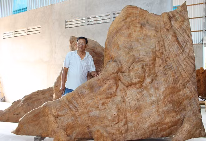 Ông Mai Kiên cho biết, gốc cây sau khi được chế tác sẽ có thêm đài sen và tượng Phật Thích Ca chạm khắc bằng một khối gỗ khác cao 3 m, nặng 5 tấn. Tổng khối lượng tác phẩm hoàn thành sẽ hơn 30 tấn.