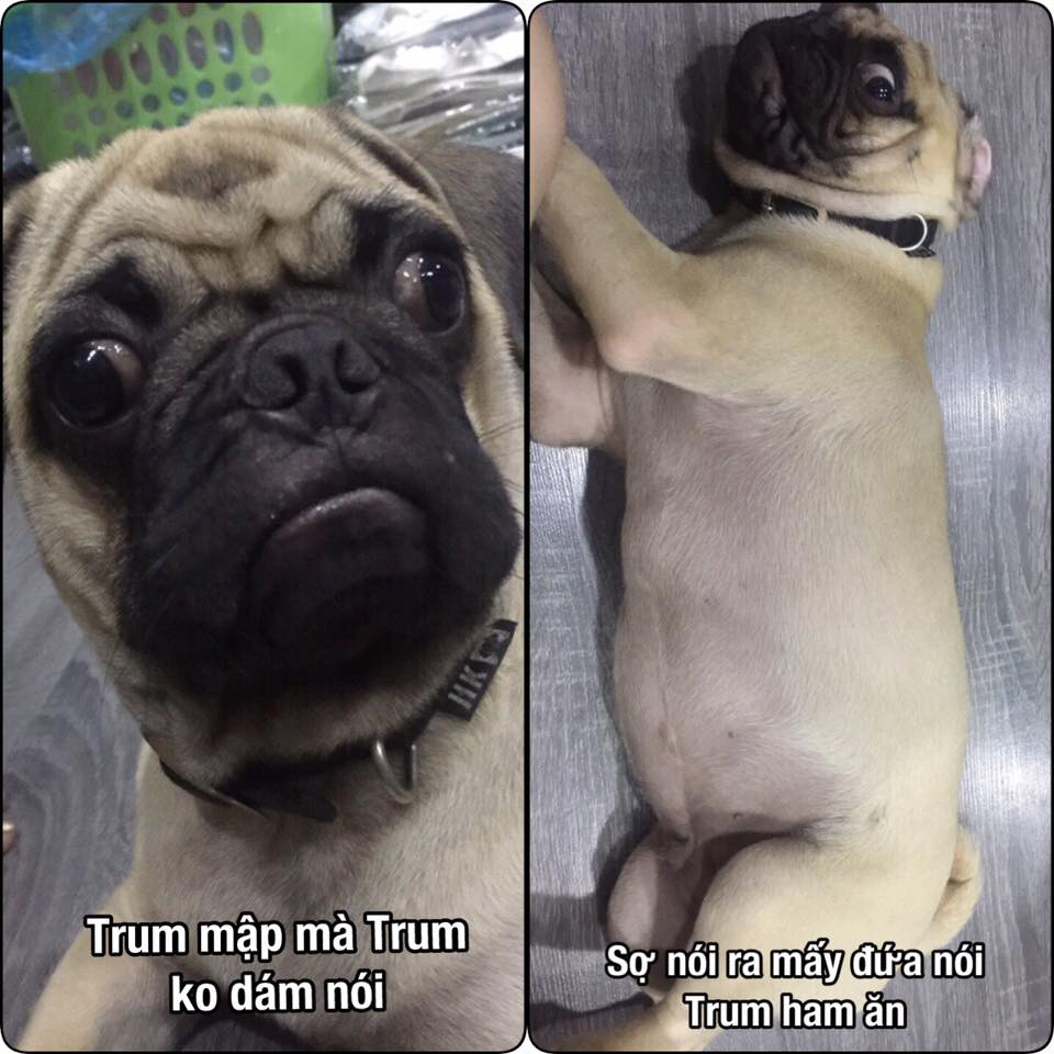 Chị Kim Khánh chia sẻ: "Thấy ai, anh ấy cũng lao vào nhảy nhót làm trò. Vì thế mà rất lòng mọi người. Khoảng sau 1 tháng, Trum bắt đầu ăn nhiều, thấy gì cũng ăn, đói lúc nào ăn lúc đó, không cần chờ đến bữa".