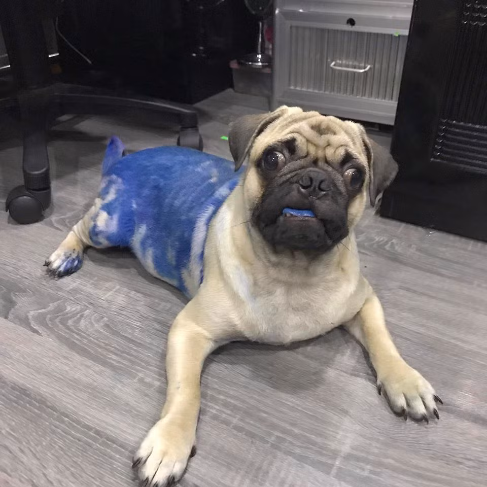 Được gia đình chủ cưng chiều vì sự khôn khéo và lém lĩnh, Trum không phải ăn xương hay thức ăn thừa, chủ yếu ăn hạt và cơm mỗi ngày. Một bịch hạt có giá 600 ngàn, 3kg dùng hết trong 1 tuần. Trung bình, chi phí cho phần ăn uống của chú chó này dao động khoảng 100 đến 150 ngàn đồng.