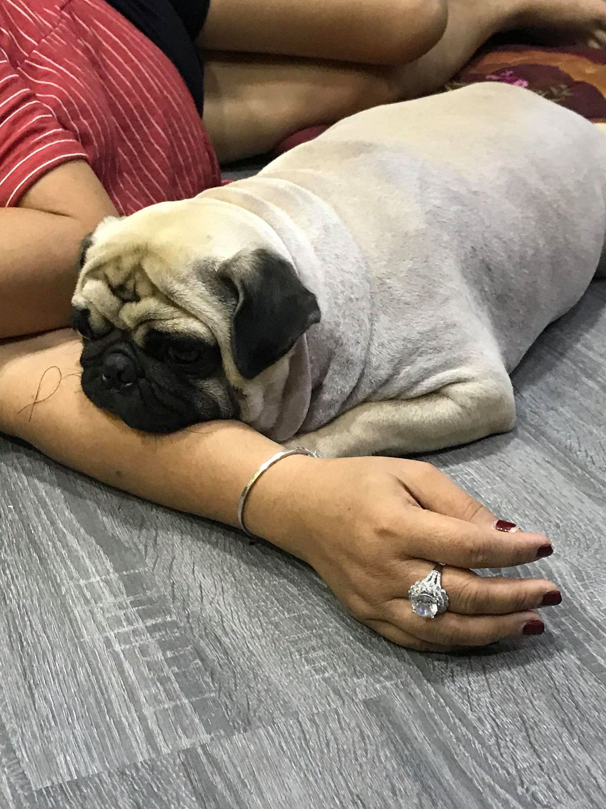 Trum thuộc giống chó pug hay còn gọi là chó mặt xệ. Trum được cô chủ Kim Khánh mua về nhà từ thời điểm tháng 2/2017. Theo chia sẻ thì những ngày đầu 'nhập gia', anh chàng này khá kén ăn.