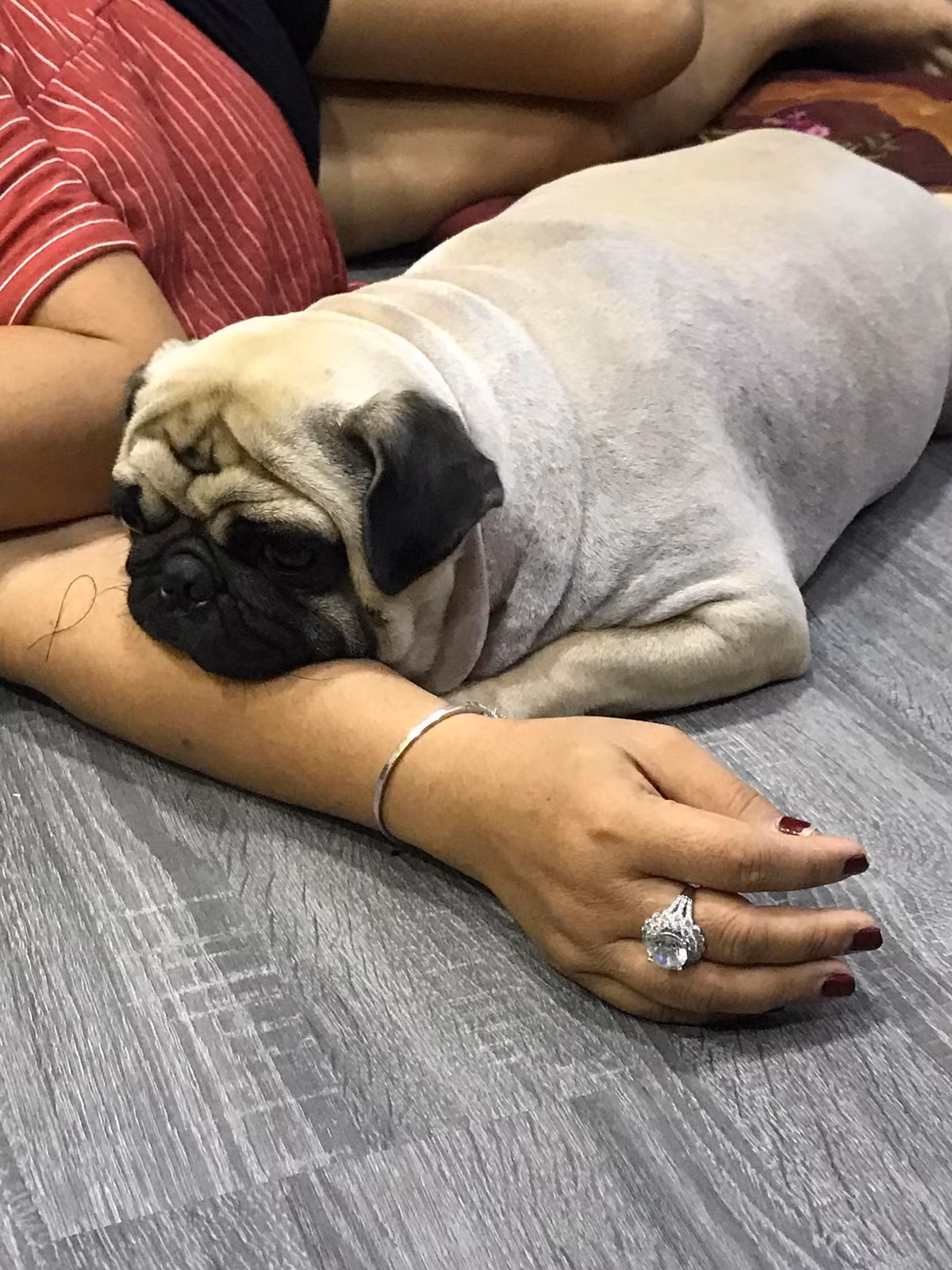 Trum thuộc giống chó pug hay còn gọi là chó mặt xệ. Trum được cô chủ Kim Khánh mua về nhà từ thời điểm tháng 2/2017. Theo chia sẻ thì những ngày đầu 'nhập gia', anh chàng này khá kén ăn.