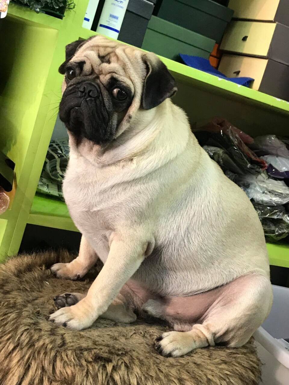 Những chú chó được đánh giá là loại động vật thông minh và trung thành. Từ lâu, nó trở thành người bạn thân thiết của con người. Cũng chính vì thông minh và đáng yêu mà các chú cún luôn nhận được sự cưng chiều của chủ.