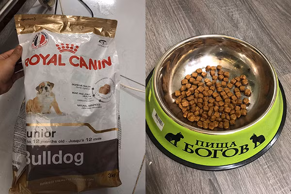 Chú chó số hưởng với chế độ ăn sang chảnh đang được nhắc đến là Trum, hiện đang sống cùng gia đình chủ tại An Giang.