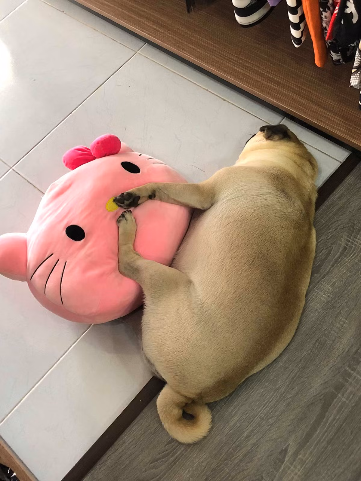 Bản tính của Trum khá hiếu động và thích các thành viên trong nhà phải nịnh nọt mình để mua vui.