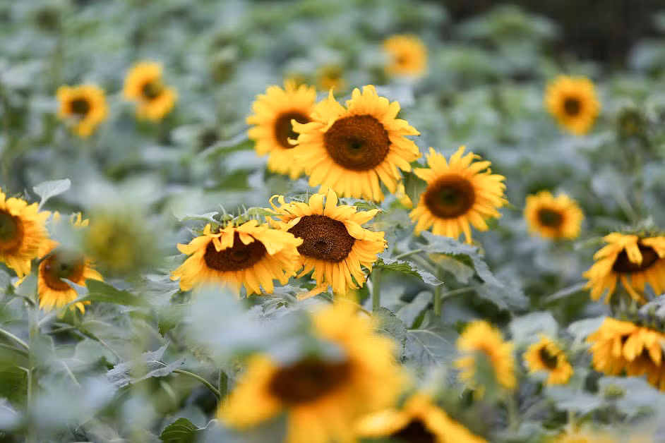 Vườn hoa hướng dương tại Hoàng thành Thăng Long được vun trồng từ cách đây hơn 2 tháng và được chia thành 2 thửa và có diện tích 2.000m2.