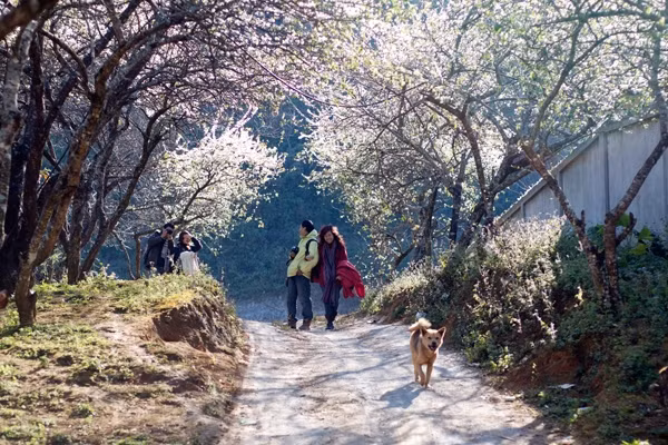 Địa điểm tiếp theo được các cặp đôi hay lui tới vào dịp nghỉ Tết đó là Mộc Châu. Không khí tại Mộc Châu là một trong những món quà hiếm có và quý giá nhất của vùng đất này.