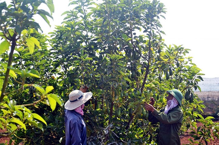 Bơ sáp dẻo có phần cơm màu vàng bắt mắt, hạt rất nhỏ, độ dẻo cao nên được thị trường ưa chuộng.(Ảnh: Báo Dân Việt)