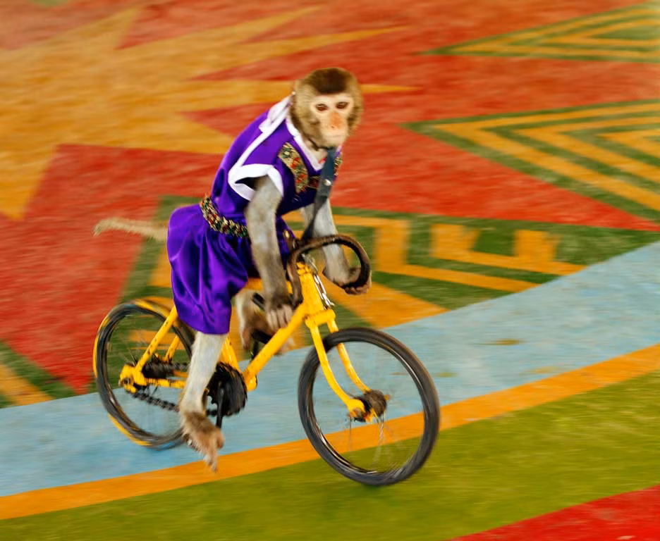 Hiện nay, đảo Khỉ có hơn 1500 con khỉ sống tự nhiên tại đây. Đàn khỉ ở đây rất thân thiện với các du khách. Chúng có thể ngồi chơi và vây quanh mà không làm các du khách thấy sợ hãi.