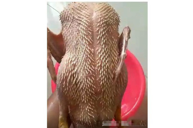 Chính bởi là cả một nghệ thuật nên nhiều chị em cảm thấy vô cùng hoang mang khi được bố mẹ hay ông bà sai xuống bếp làm thịt gà.