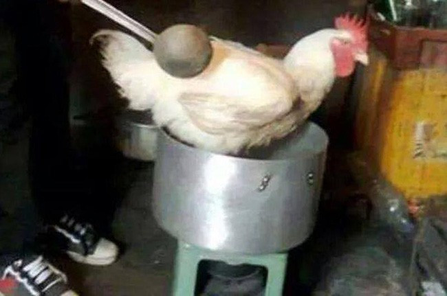 Như đã biết, Việt Nam là đất nước vẫn theo phong tục giữ Tết âm lịch và dịp này, các gia đình thường giết gà để làm mâm cơm cúng gia tiên và để liên hoan. Không ít lần, các bạn nữ đã được sai vào bếp làm thịt gà.