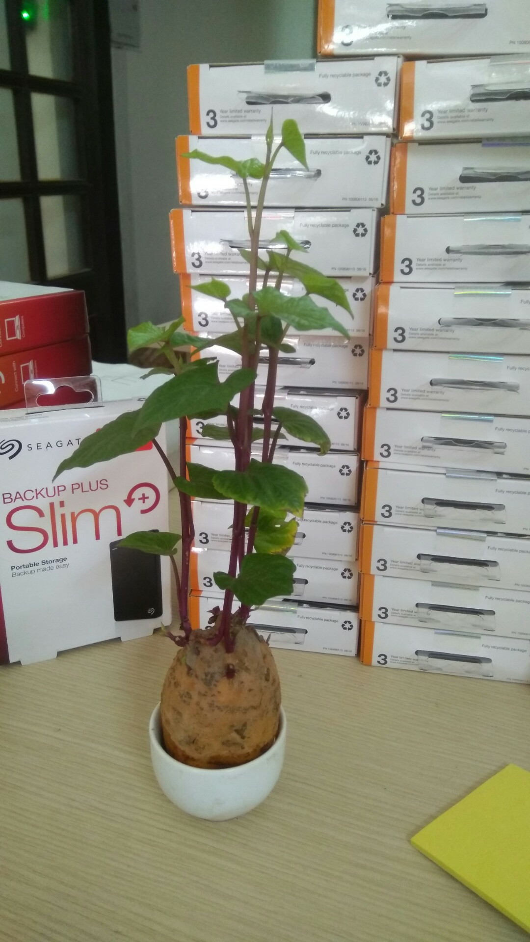 Nếu có thể thì vùi củ khoai vào đất, mầm cây sẽ lớn nhanh và mập mạp hơn.