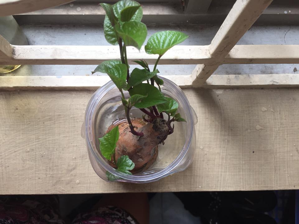 Trồng em ý vào đất hay thuỷ canh như này đều được nên khoai lang vô cùng được ưa chuộng.