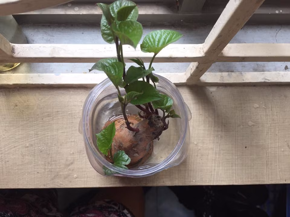 Trồng em ý vào đất hay thuỷ canh như này đều được nên khoai lang vô cùng được ưa chuộng.