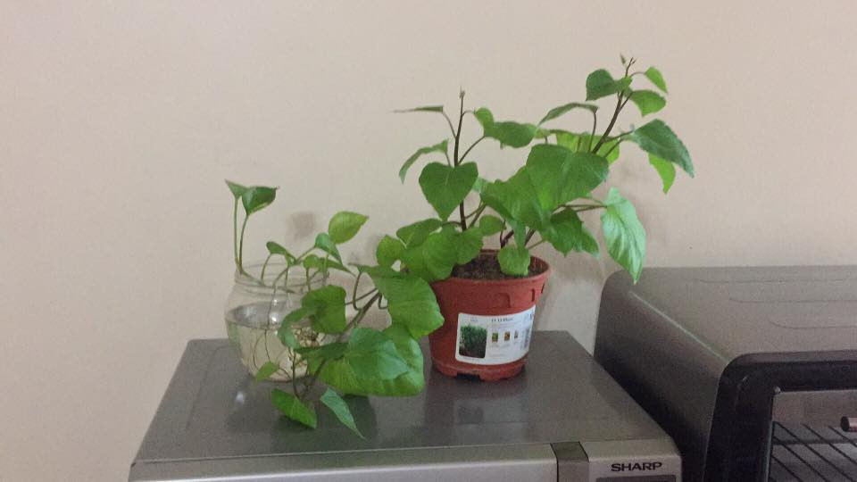 Cây khoai lang để trang trí mà cũng đẹp thế này thì chắc hẳn ai cũng muốn trồng.