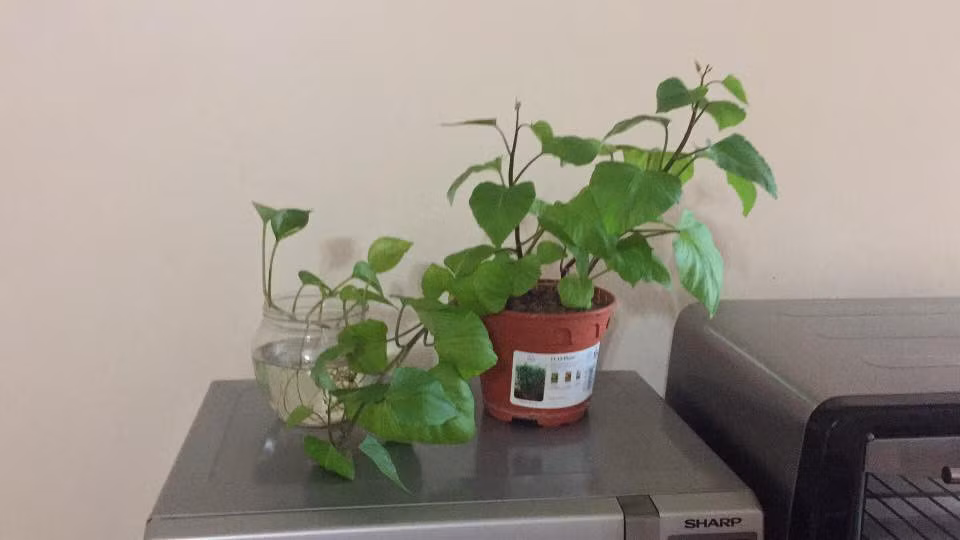 Cây khoai lang để trang trí mà cũng đẹp thế này thì chắc hẳn ai cũng muốn trồng.