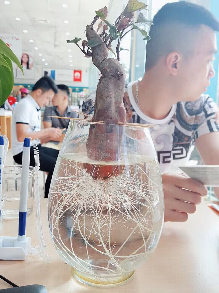 Do khoai lang là thân leo nên ngoài những cây lên thẳng thì vẫn có những cây nghịch ngợm mọc xiên bên nọ bên kia.