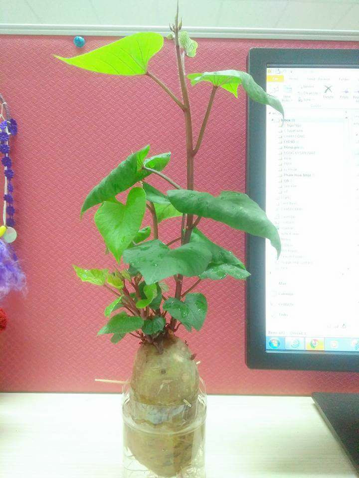 Chẳng cầu kì chăm sóc, nhưng cây khoai lang vẫn lên xanh tốt.