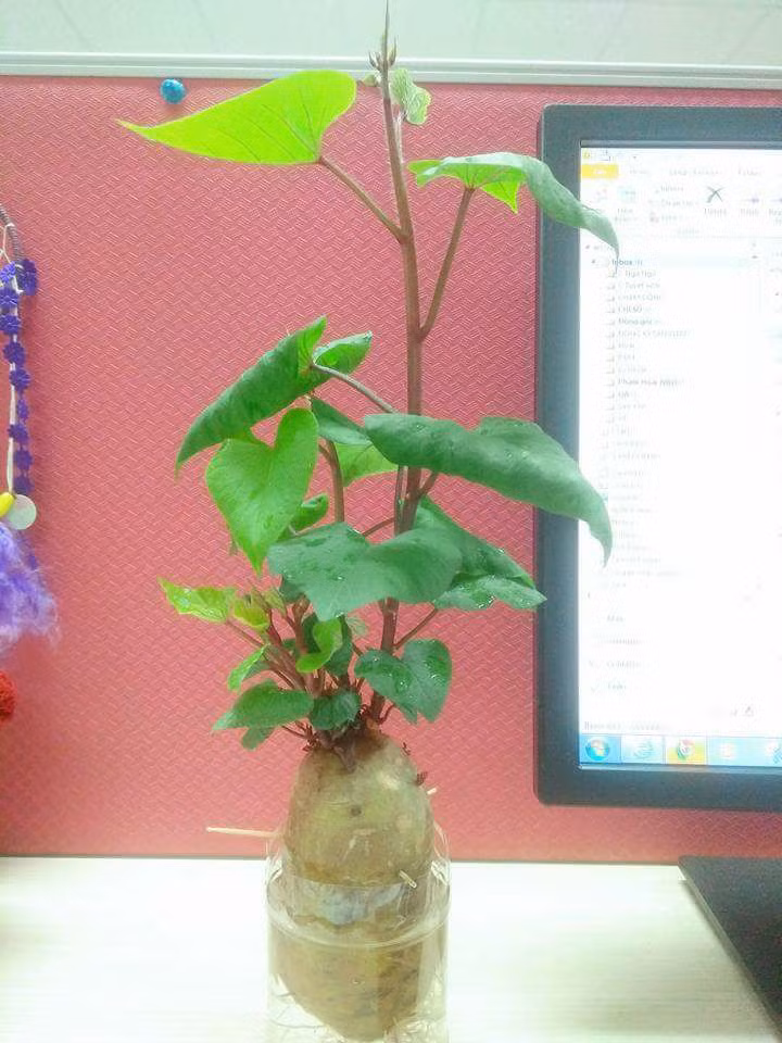 Chẳng cầu kì chăm sóc, nhưng cây khoai lang vẫn lên xanh tốt.