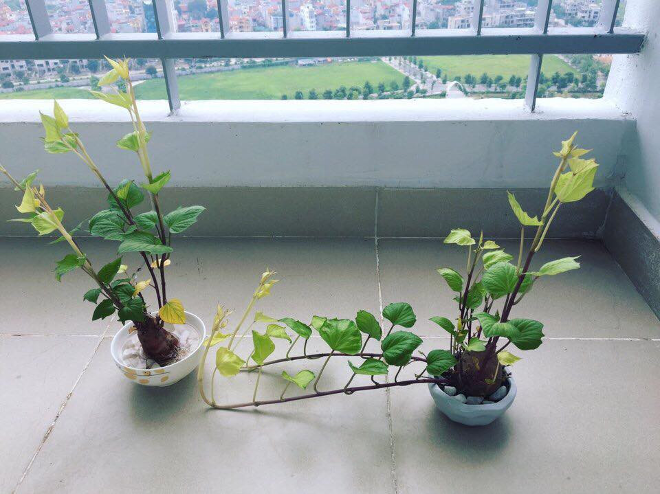 Vậy là người người nhà nhà lại rần rần rủ nhau khoe ảnh chậu cây khoai lang dễ thương của mình.