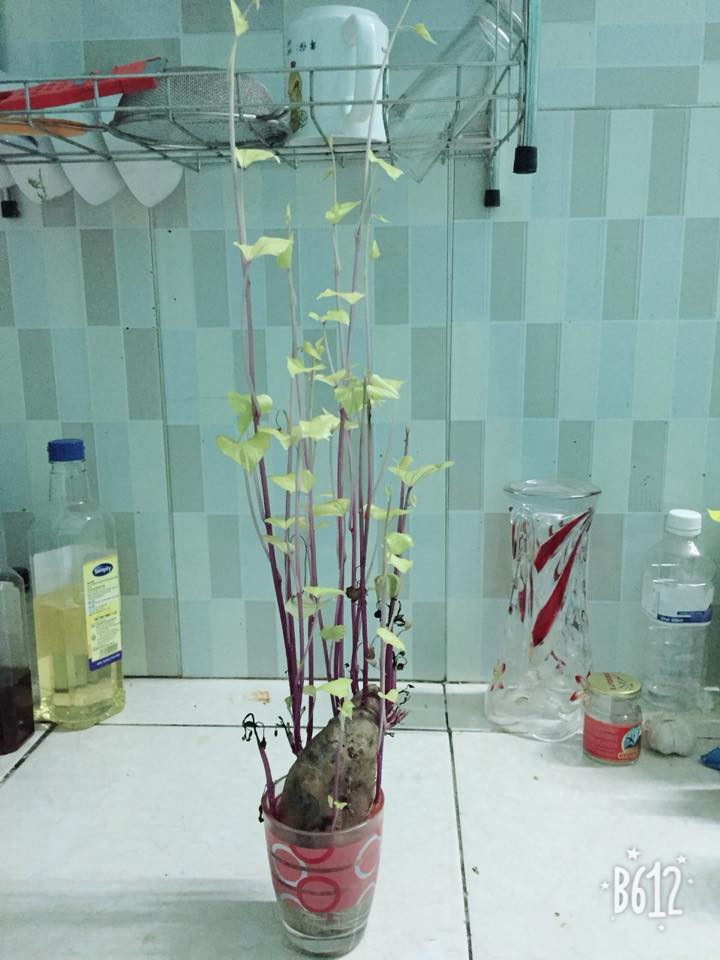 Trông cây khoai lang dễ lắm, chỉ cần 1 củ khoai, một bình nước thế là đủ cho loài cây này mọc mầm và lớn lên mỗi ngày.