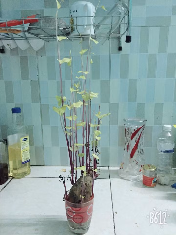 Trông cây khoai lang dễ lắm, chỉ cần 1 củ khoai, một bình nước thế là đủ cho loài cây này mọc mầm và lớn lên mỗi ngày.