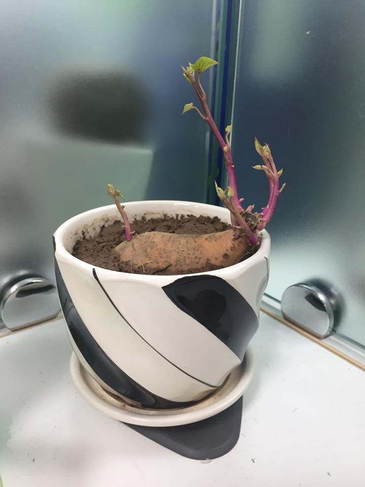 Thế nhưng mới đây, từ bộ ảnh nhật ký trồng cây khoai lang cực yêu của một cô nàng, dân tình mới phát hiện, thì ra cây khoai lang cũng có thể bày lên bàn đẹp đẽ chẳng kém gì các cây cảnh khác.