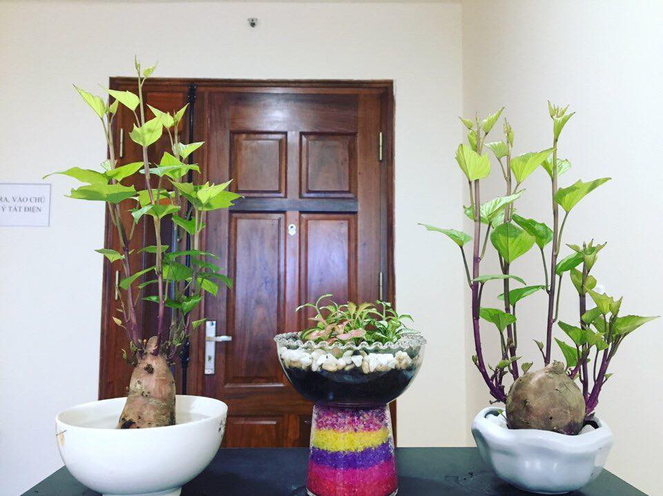 Ngay lập tức trồng khoai lang làm cảnh chính là hot trend của mùa hè năm nay.