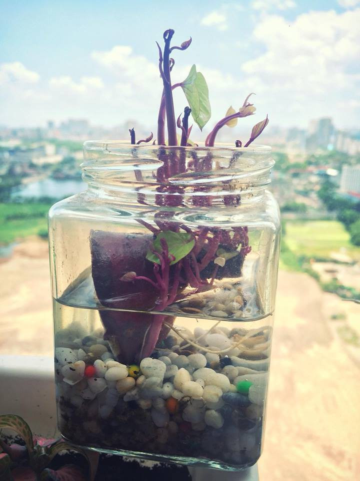 Từ trước đến nay, dân tình vẫn luôn nghĩ rằng chỉ có những loại cây nhất định như sen đá, cẩm nhung hay xương rồng trồng trong chiếc chậu nho nhỏ xinh xinh để trang trí cho bàn làm việc, bàn học.