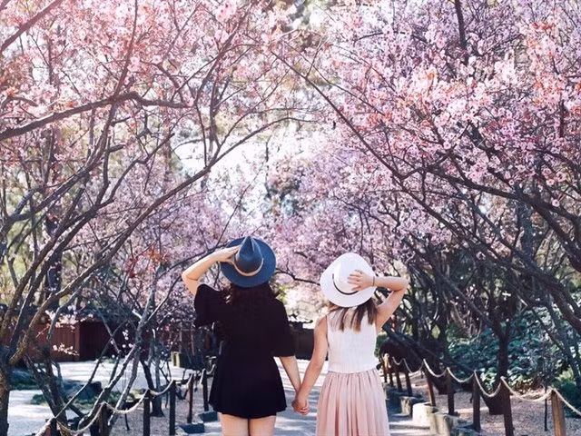 Sau bao lần lỡ hẹn thì đầu năm 2018, UBND tỉnh và Ban Quản lý Khu du lịch hồ Tuyền Lâm đã thông báo chính thức về Lễ hội hoa anh đào sẽ được tổ chức chính thức tại TP Đà Lạt dịp cận Tết Mậu Tuất.