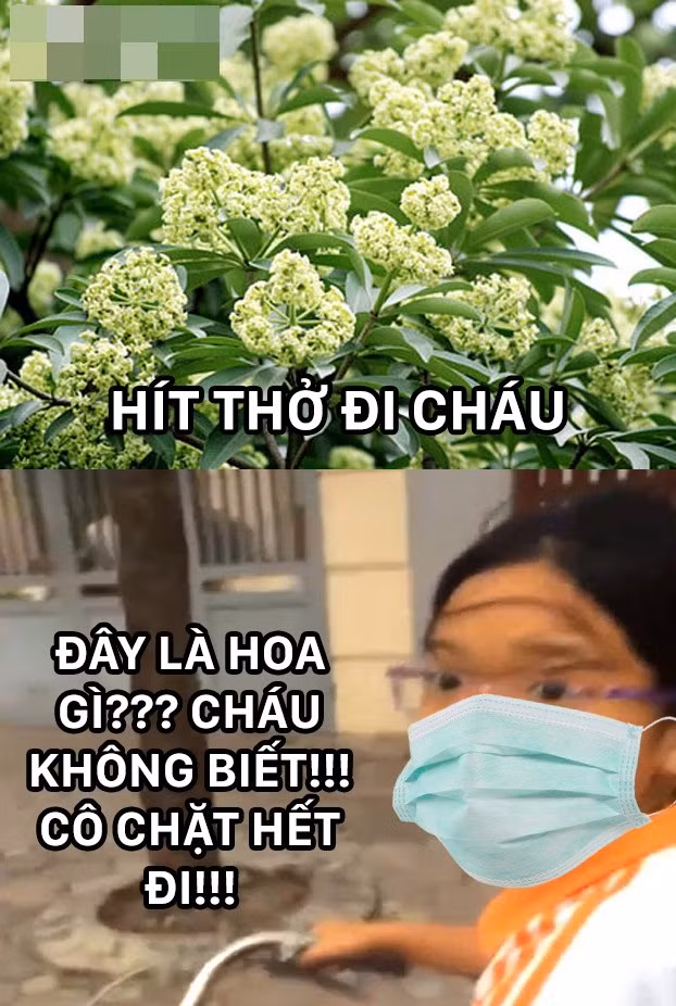 Rất nhiều những bức ảnh chế về kỳ thị hoa sữa đã được cộng đồng mạng chia sẻ mạnh mẽ trong những ngày qua để làm giảm bớt sự ức chế với loài hoa thơm "thái quá" này.