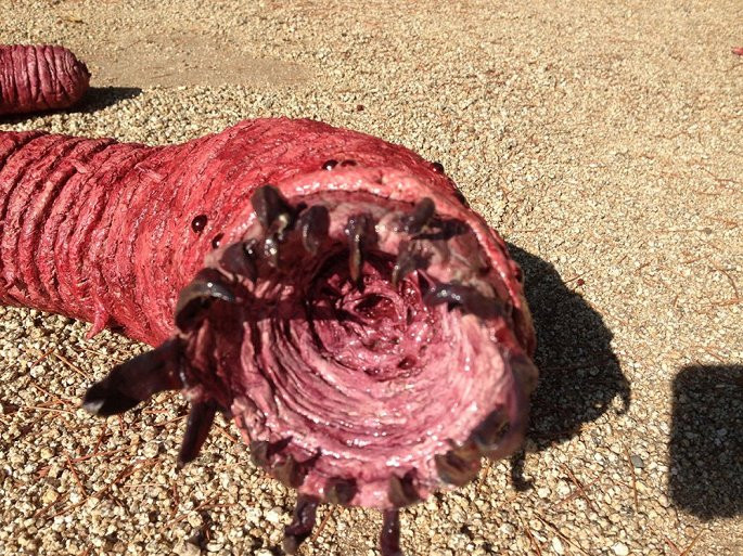 Su that sau tu than to bang bap tay, phong doc giet nguoi