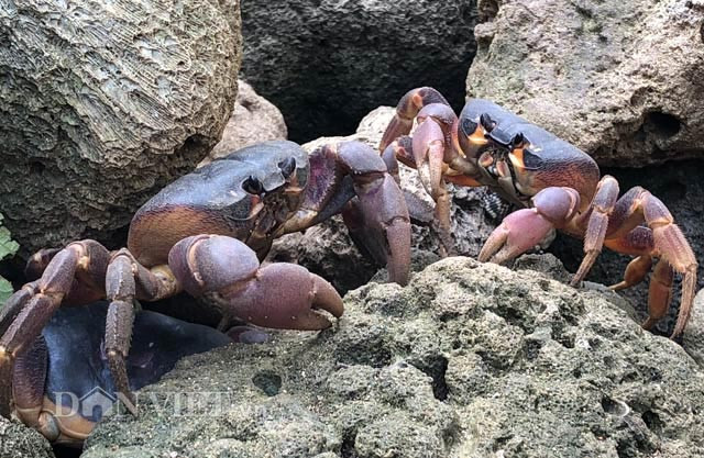 Từ chỗ nhiều vô kể và chẳng mấy ai để ý, tới nay cua dẹp bị săn lùng ráo riết để bán, với giá hiện tại đảo lên đến 700-800.000 đồng/kg.