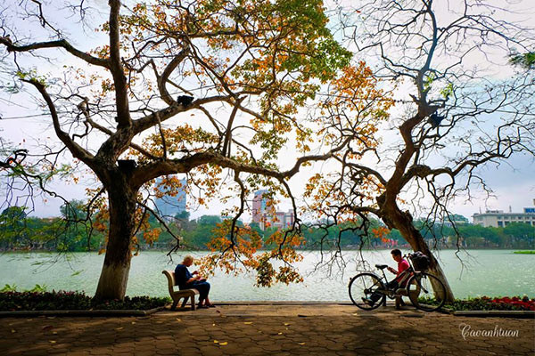 Nơi góc hồ, trong vườn hoa ấy, hoa sưa còn là miền kí ức đẹp của biết bao những cặp đôi yêu. Hoa sưa là góc trời bình yên của thành phố và thêm lẽ đó, hoa sưa có thể là góc ngọt ngào lắm của biết bao kẻ biết yêu. Thế nhưng, chưa cần rủ tình nhân đến đây, nếu yêu hoa sưa, tìm đến hoa sưa thì ấy cũng là những kẻ đang say đắm, những con mắt ngập tình yêu rồi.