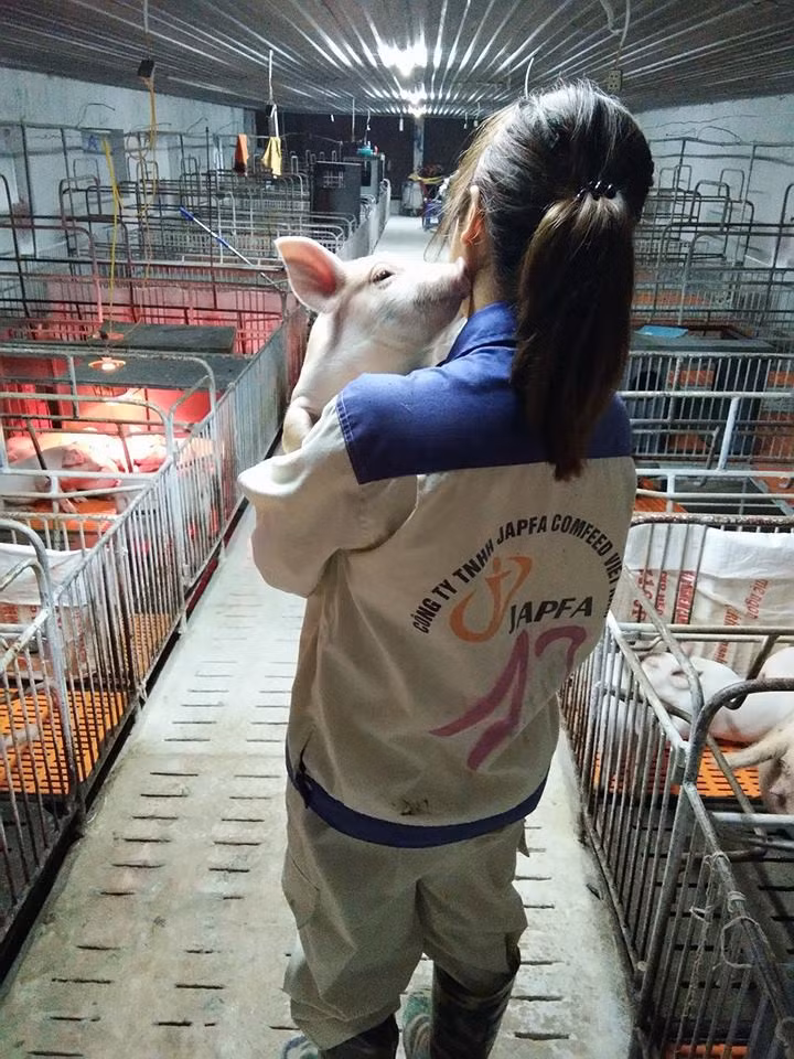 N. viết: 'Ngày đầu tiên từ trại lợn về mình cảm thấy như bị kiệt sức vậy, mệt mỏi và nhớ nhà, công việc thì chưa quen nên rất lúng túng'. Nhiều hôm, cô nàng đã phải bỏ dở cả bữa cơm chỉ vì đỡ đẻ cho lứa lợn mới sinh.