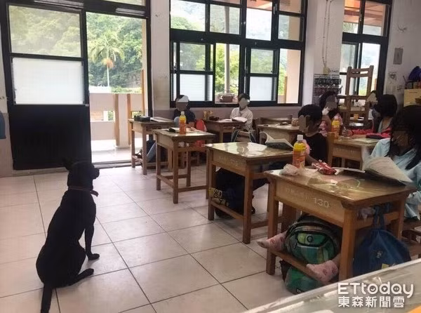 Đôi lúc cũng thay giáo viên quản lớp được chú chó đen tại Trung Quốc khá yêu thích. Ảnh trong bài: Sưu tầm Facebook.