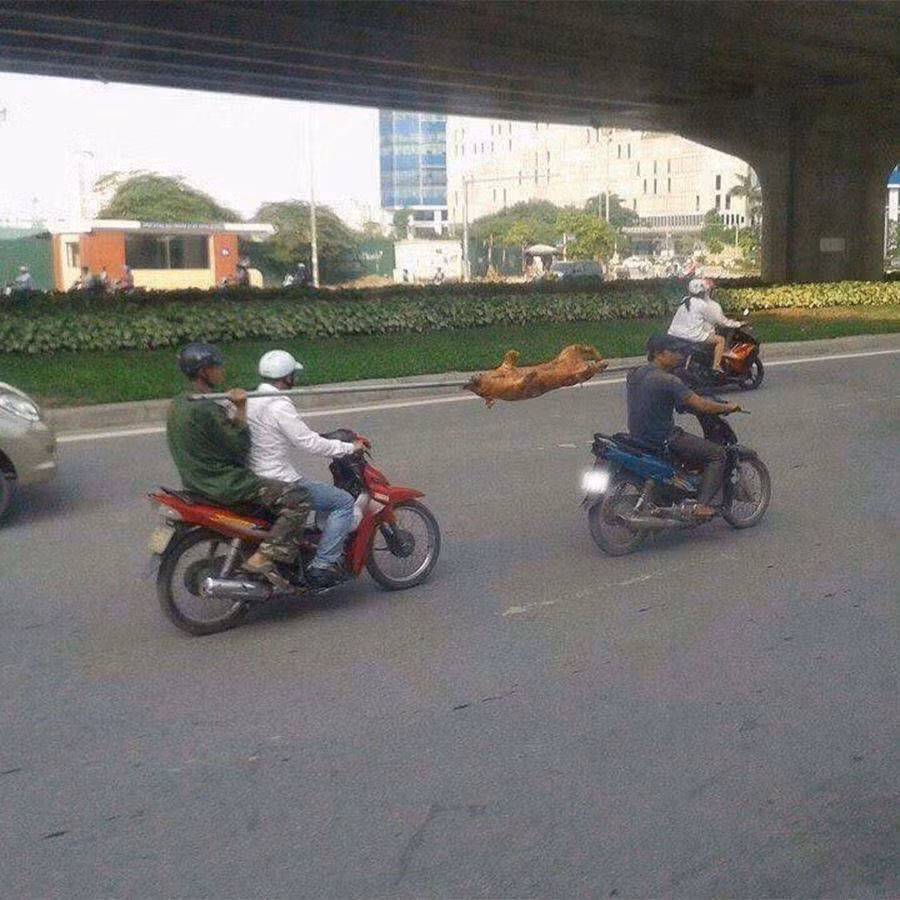 Giữa cái nắng như thiêu, như đốt việc quay lợn giữa đường là điều vô cùng khả thi,