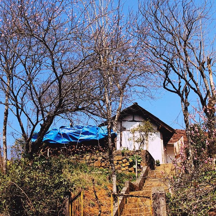 Sa Pa là "vương quốc" của những loài hoa xứ hàn đới như hoa trái như hoa đào, hoa mận, hoa lê, hoa cúc, hoa hồng. Ảnh: Dam.nam.ha.