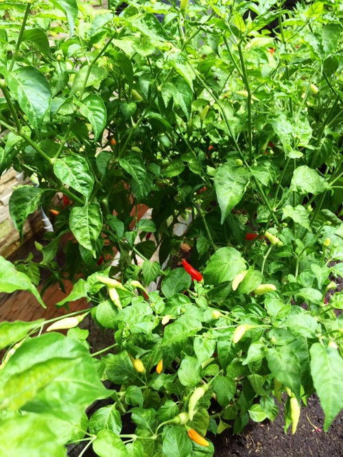 Làm vườn mang lại cho chị nhiều niềm vui. Ngoài việc mang lại bữa ăn sạch cho gia đình, còn tạo ra không gian xanh mát, thu hút nhiều chim và ong tới làm tổ.