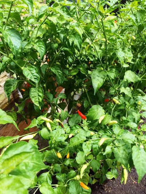 Làm vườn mang lại cho chị nhiều niềm vui. Ngoài việc mang lại bữa ăn sạch cho gia đình, còn tạo ra không gian xanh mát, thu hút nhiều chim và ong tới làm tổ.