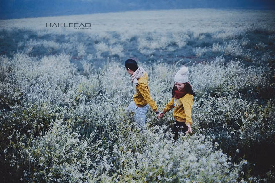 Cái lạnh se se khiến cho du khách đến Mộc Châu bước hẳn vào một thế giới khác với bầu không khí trong lành bên cạnh những khóm hoa cải trắng nở muộn làm cho không gian nơi đây trở nên lãng mạn.