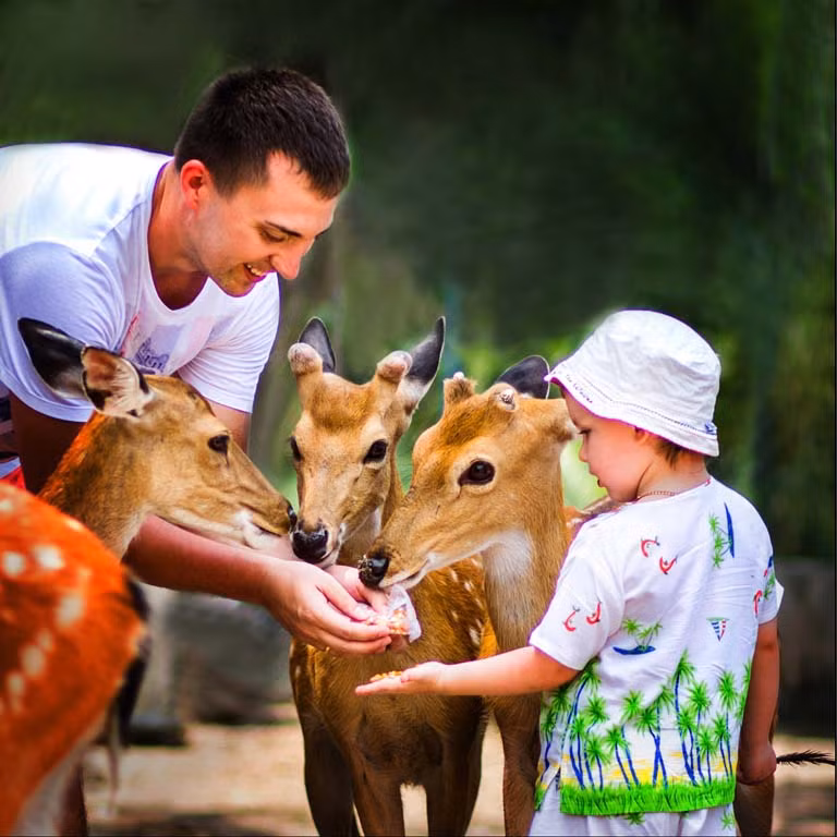 Chẳng những vậy, đến đảo Hoa Lan ngoài cảnh sắc thiên nhiên, bạn còn có cơ hội được xem chương trình xiếc đặc sắc của các chú gấu, voi dễ thương nhưng cũng rất tinh nghịch. Hay đến khu vườn đà điểu, ngắm nhìn những "anh chàng, cô nàng" chân dài; cho những chú hươu sao ăn, vuốt ve, chụp ảnh.