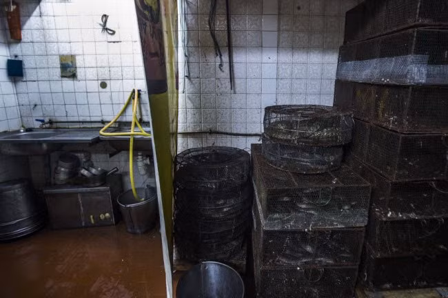 Nhu cầu thưởng thức thịt rắn của dân Hong Kong bắt đầu tăng cao từ dịp Trung Thu cho đến hết mùa đông.