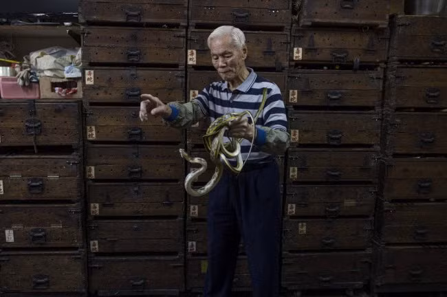 Chủ nhân của cửa hàng rắn ở Hong Kong She Wong Lam, ông Mak Tai-kong, 86 tuổi, cầm những con rắn trên tay. Tủ chứa rắn đằng sau ông được dán nhãn có chữ bằng tiếng Trung “rắn độc” để cảnh báo.