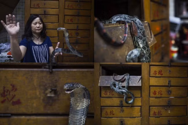 Bà Chau Ka Ling, chủ cửa hàng rắn She Wong Hip tại quận Sham Shui Po ở Hong Kong, đang cầm trên tay con rắn hổ mang. Bà cũng giúp chính quyền xử lý rắn hoang dã.