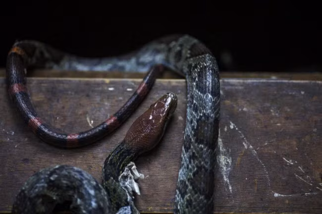 Hương vị của thịt rắn gần giống với thịt gà.