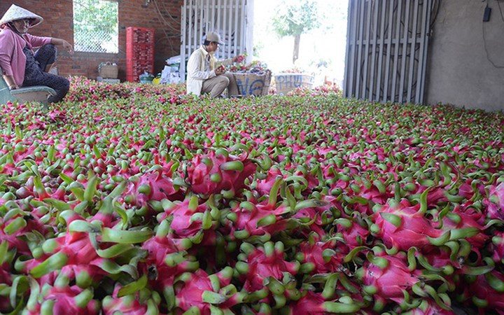 Thanh long Việt Nam có thể đáp ứng các tiêu chí và yêu cầu của nhiều thị trường lớn, trong đó có Trung Quốc, Hàn Quốc, Nhật Bản,Mỹ... (Ảnh: Tuổi trẻ)