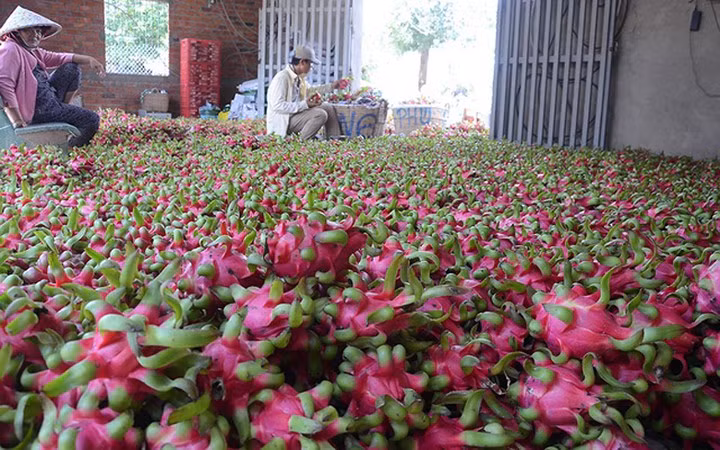 Thanh long Việt Nam có thể đáp ứng các tiêu chí và yêu cầu của nhiều thị trường lớn, trong đó có Trung Quốc, Hàn Quốc, Nhật Bản,Mỹ... (Ảnh: Tuổi trẻ)